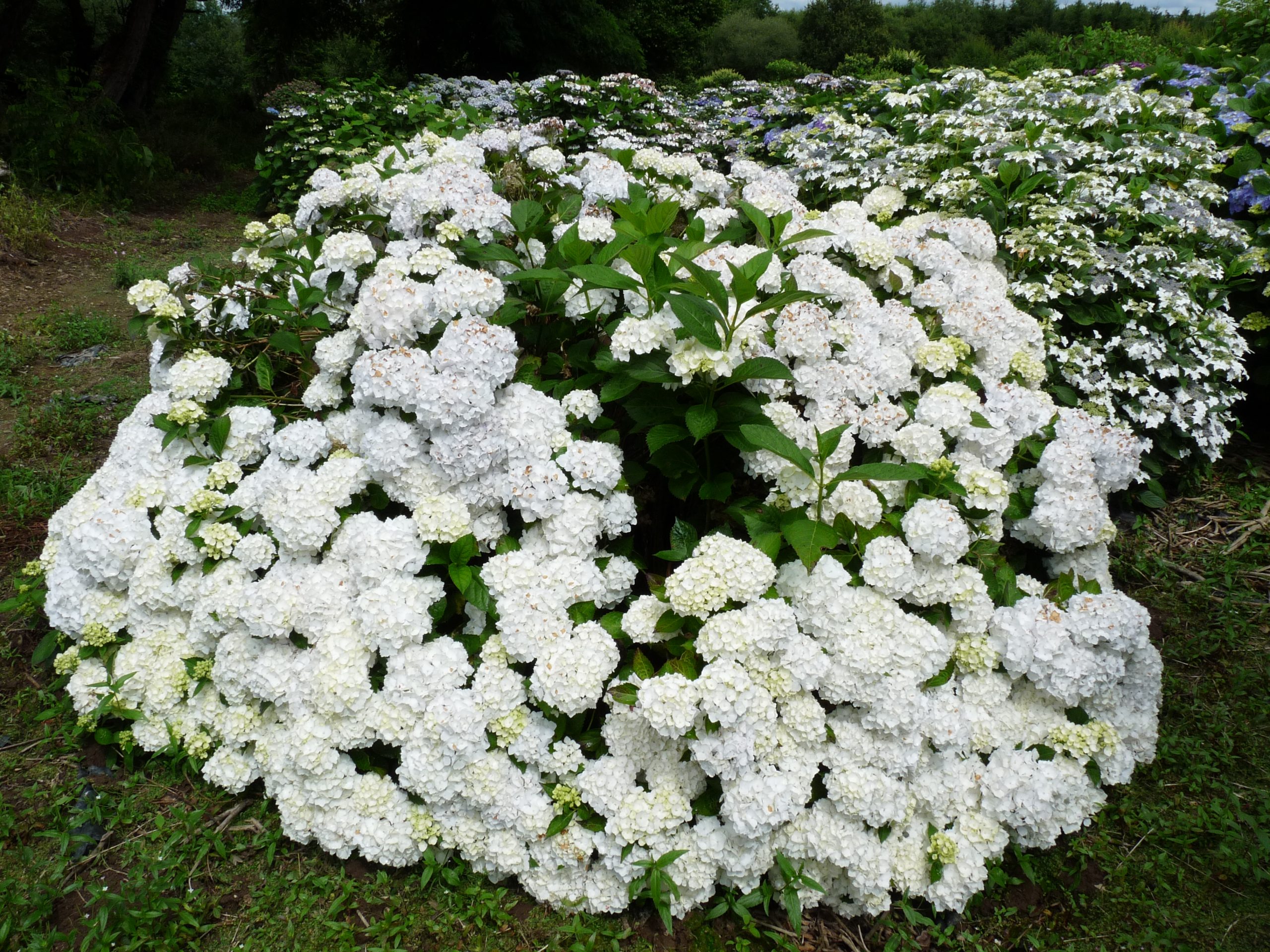 Les Hortensias du Haut Bois Mouillère hortensia blanc rond godet