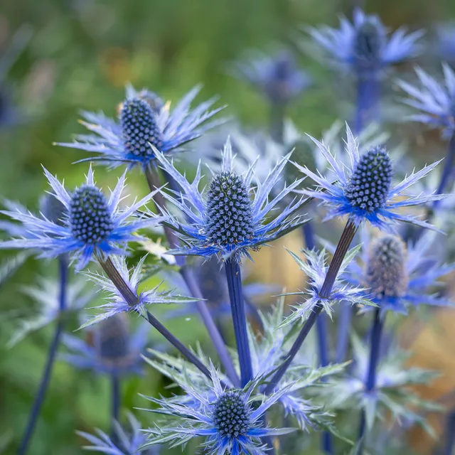 Bakker Panicaut Big Blue hybride pot 8cm bleu acier