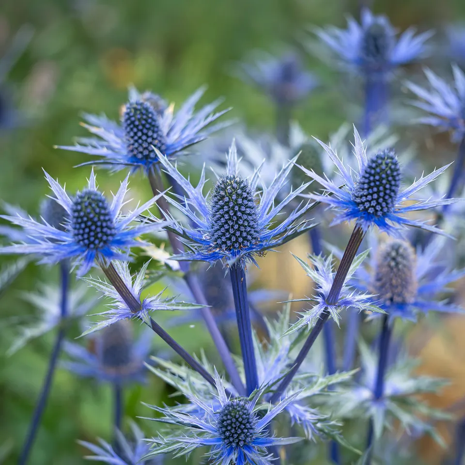Bakker Panicaut Big Blue hybride pot 8cm bleu acier