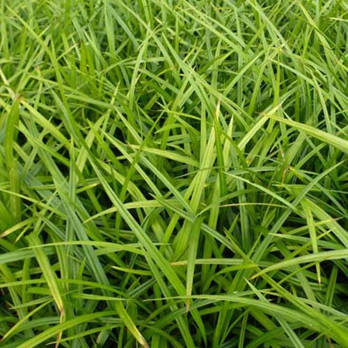 Bakker Carex morrowii laîche japonaise graminée pot 9cm