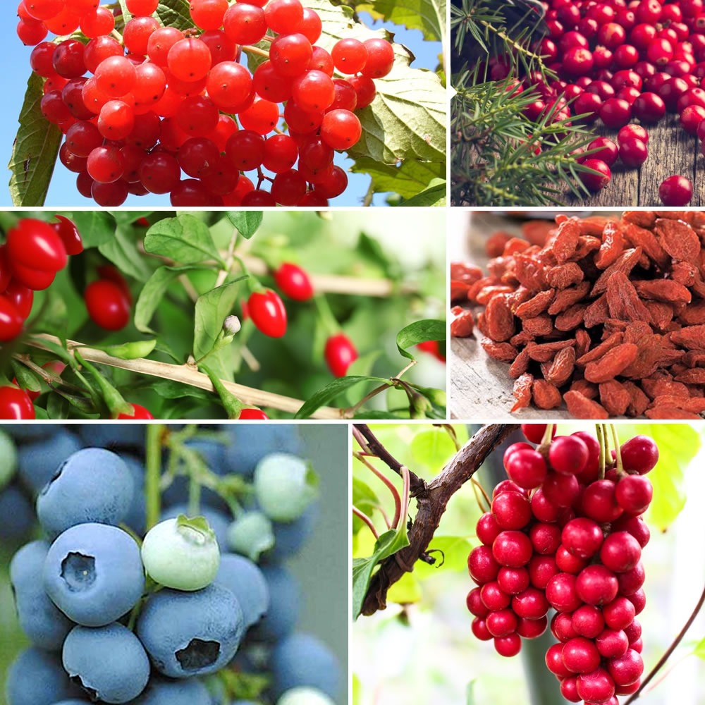 Bakker Fruitiers Collection arbustes fruits vitaminés 4 pots