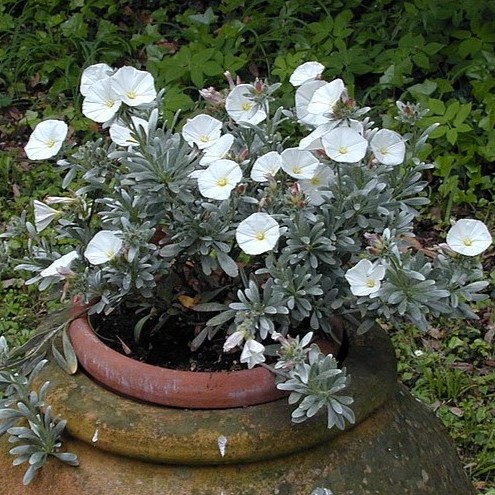 Passion Vivaces Convolvulus cneorum arbuste pot 2 L feuillage argenté
