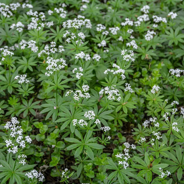 Bakker Aspérule odorante Petit Muguet couvre-sol pot Ø 9cm