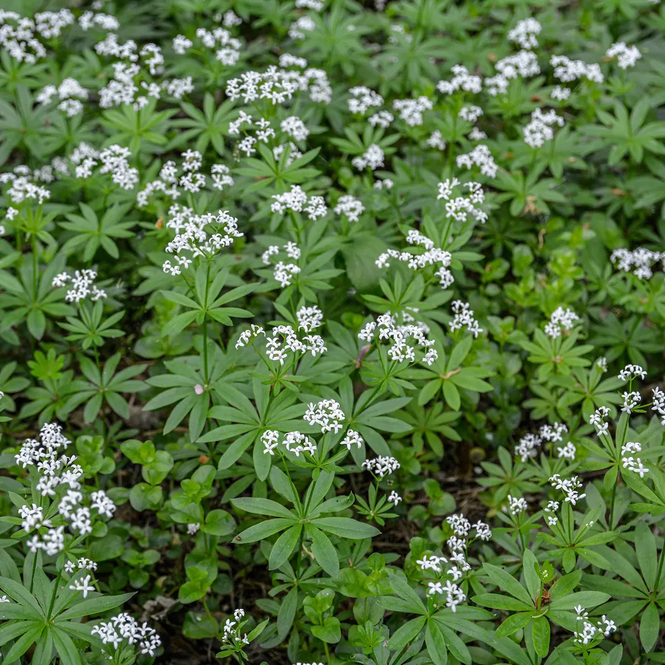 Bakker Aspérule odorante Petit Muguet couvre-sol pot Ø 9cm