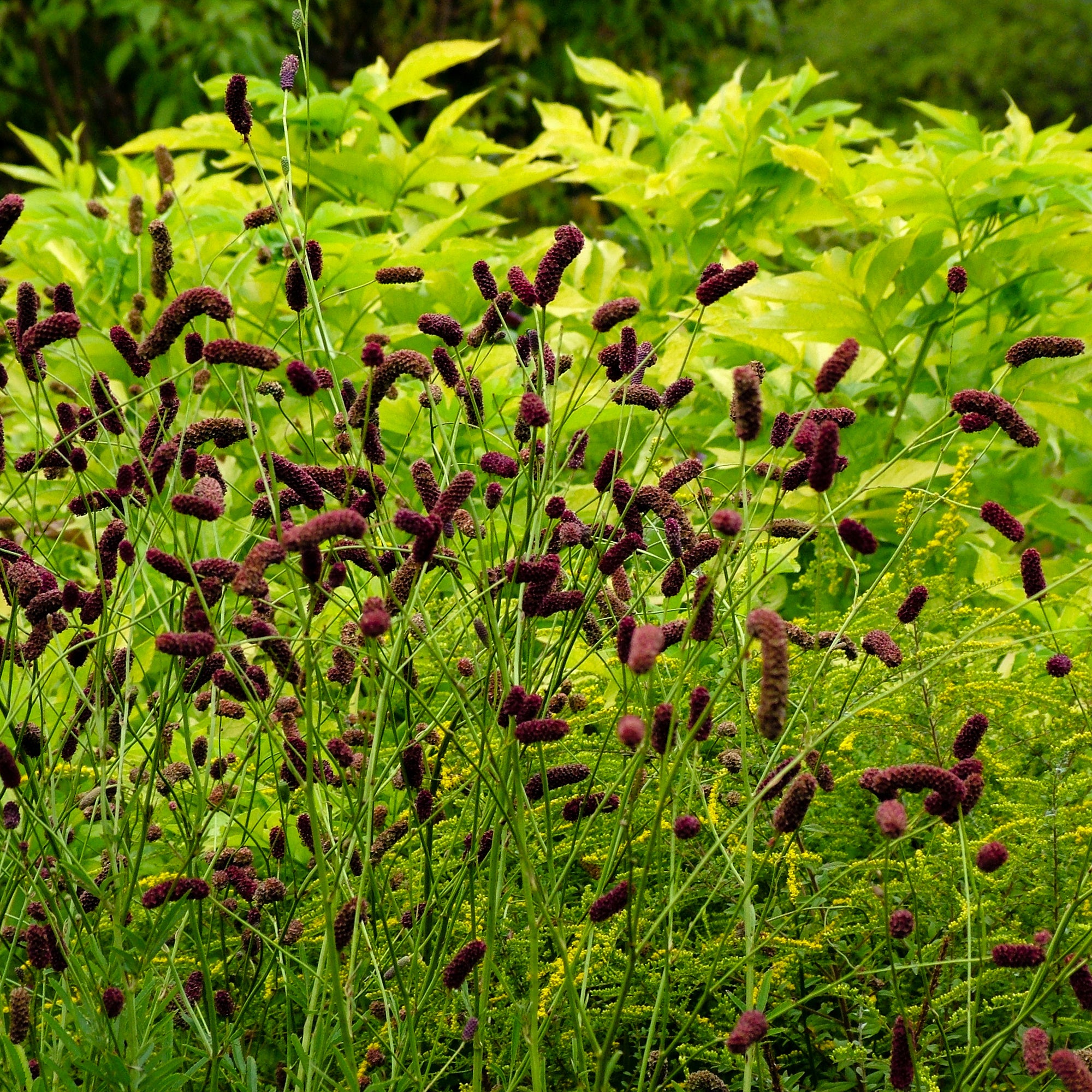 Bakker Pimprenelle pourpre Sanguisorba pot Ø 9cm 1,5m