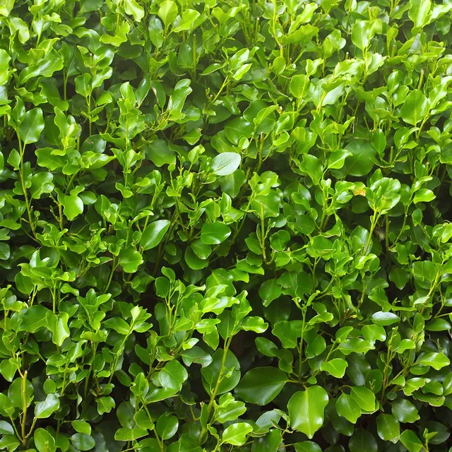 Bakker Griseline littoral Griselinia arbuste haie pot 2L 30-40cm