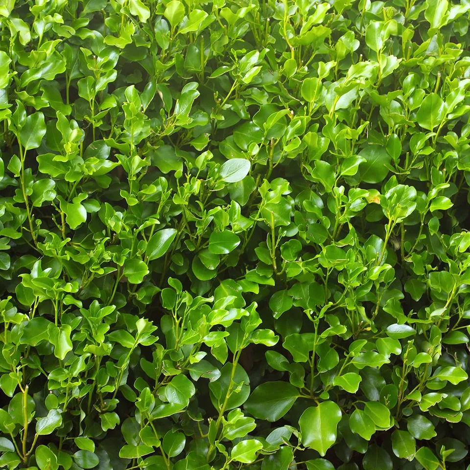 Bakker Griseline littoral Griselinia arbuste haie pot 2L 30-40cm