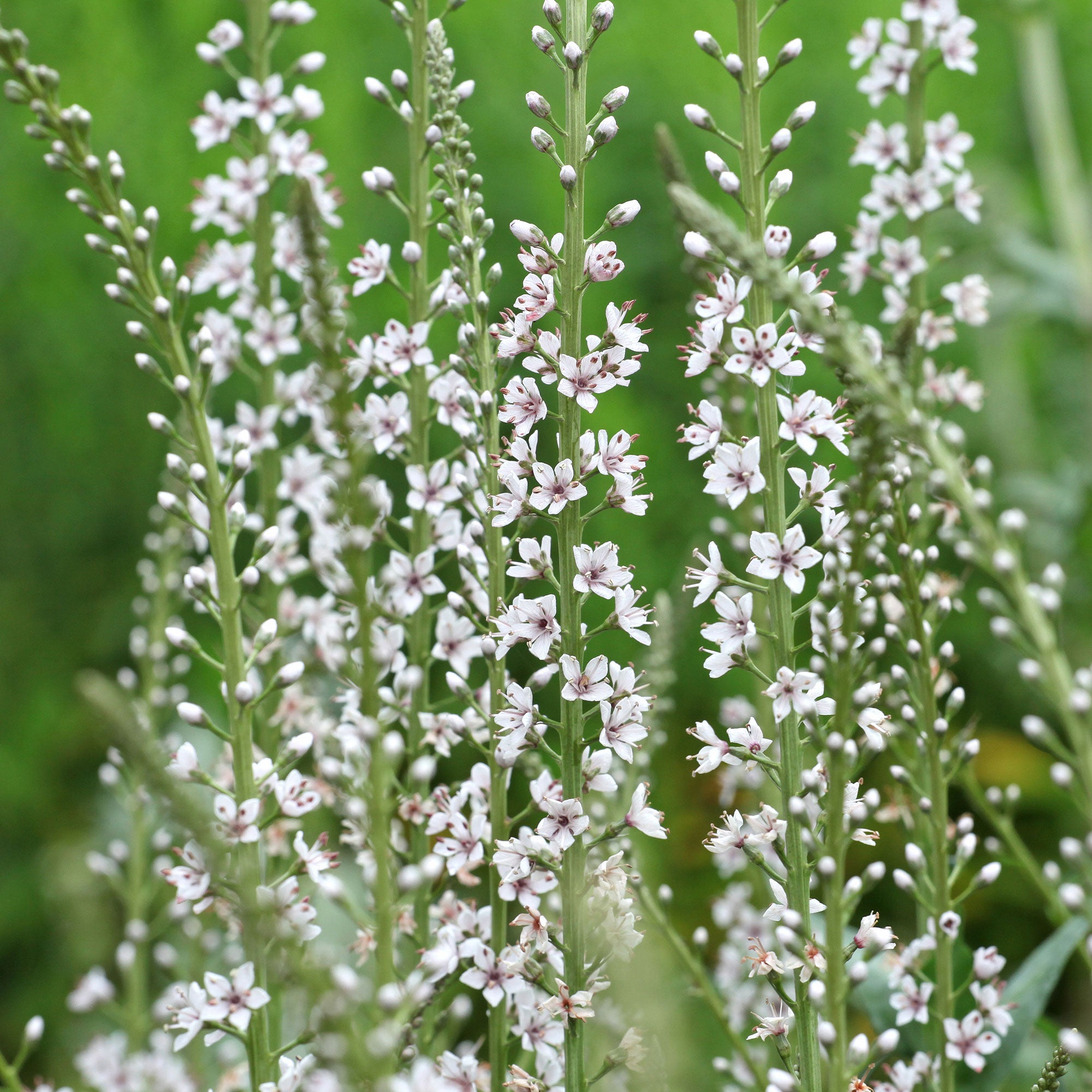 Bakker Lysimaque ephémère vivace pot 8 cm blanc