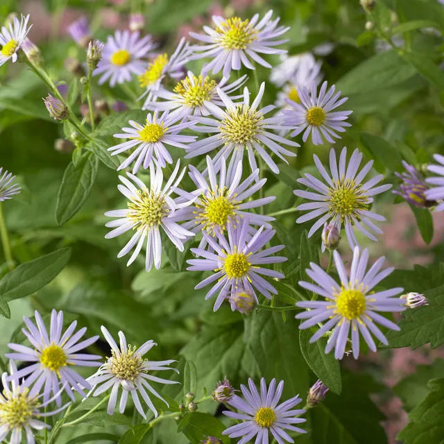 Bakker Asran astère nain pot 9cm fleurs violettes