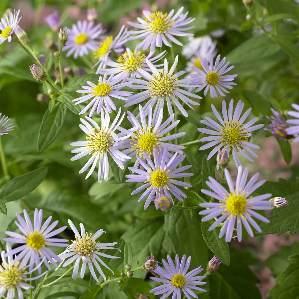 Bakker Asran astère nain pot 9cm fleurs violettes