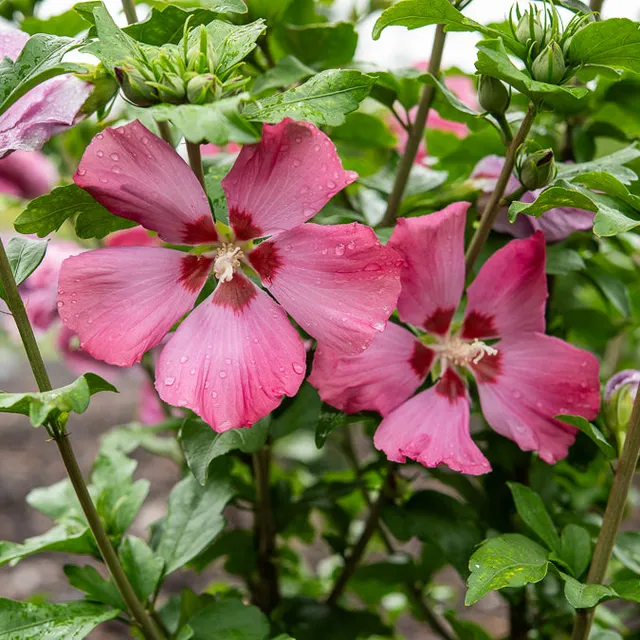 Bakker Hibiscus Woodbridge arbuste pot 2L 25-30cm rose