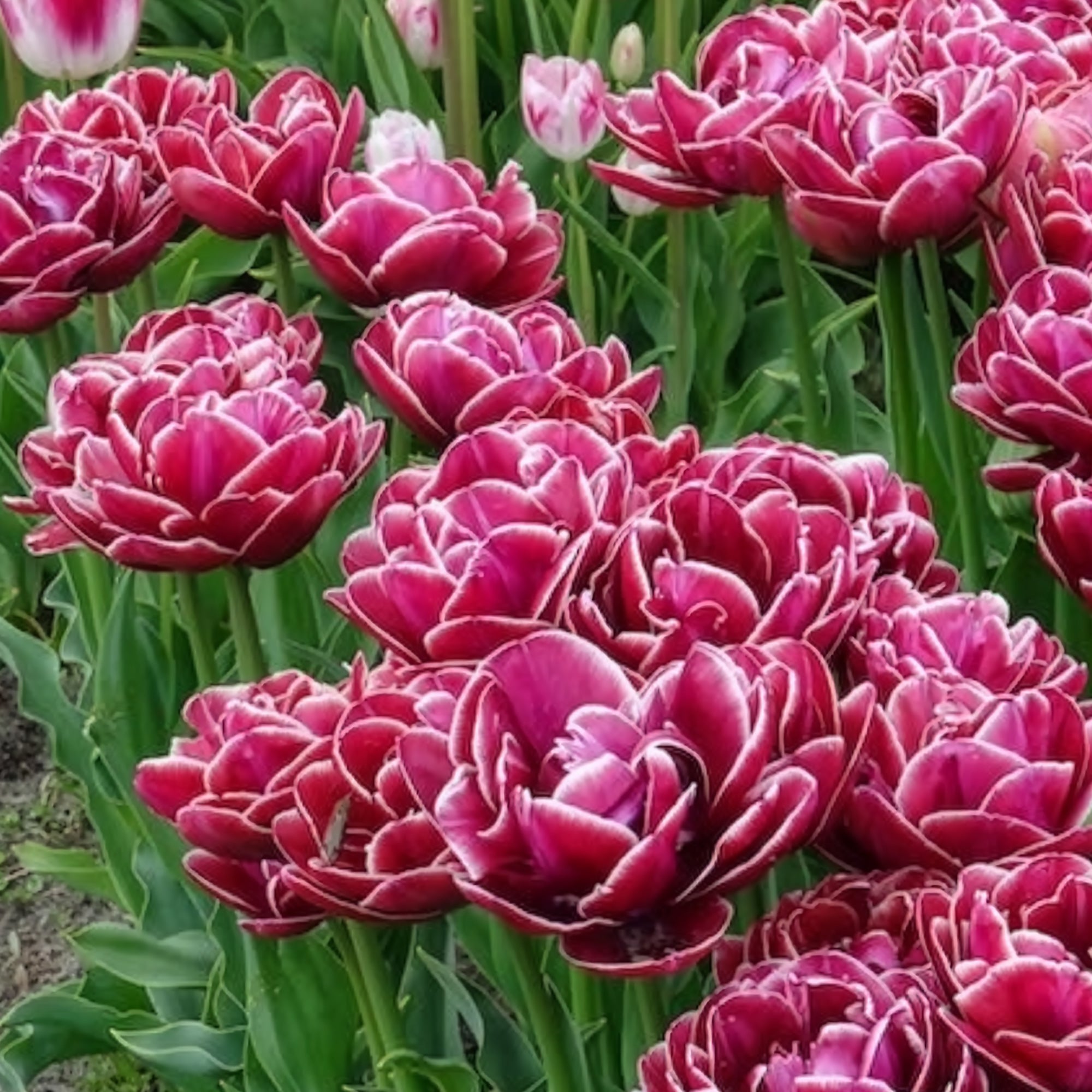 Bakker Tulipe Dream Touch bulbes sachet 7 roses pivoine