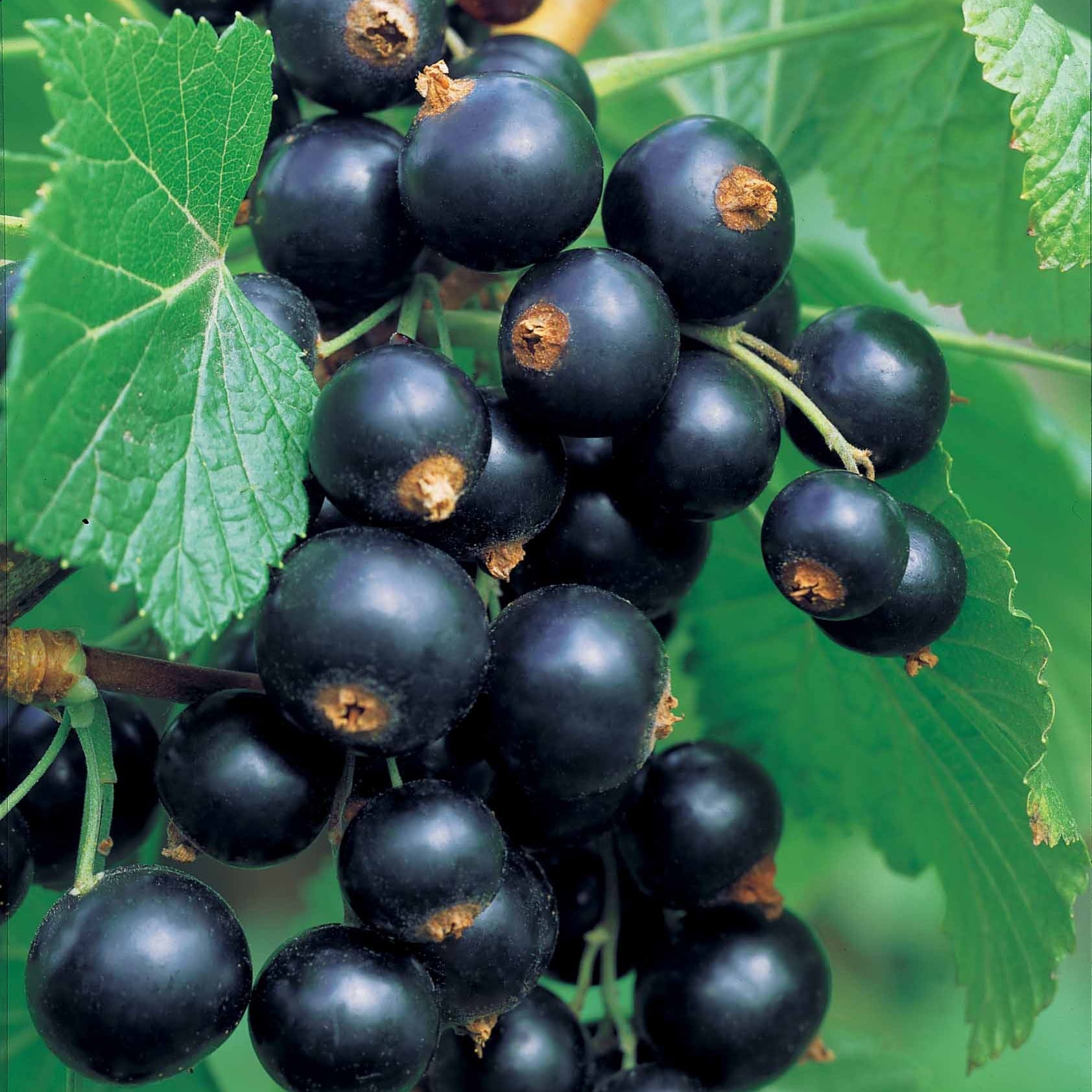Bakker Fruitiers 2 Cassissiers Neva cassis racines nues