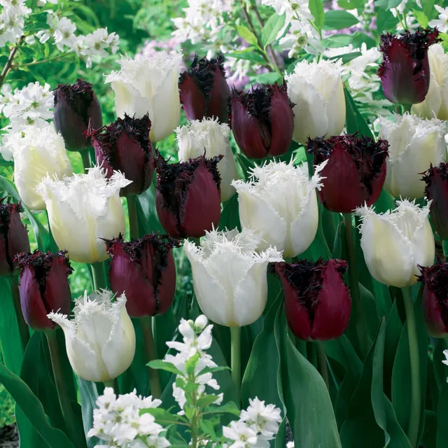 Bakker Pôle Nord Labrador bulbe tulipe frangée lot 10