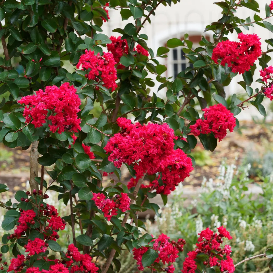 Bakker Lilas des Indes Red Rocket arbuste godet 9cm rouge