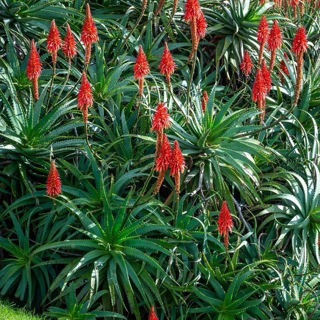Bakker Aloès arborescent plante d'intérieur pot Ø 11 cm fleur rouge