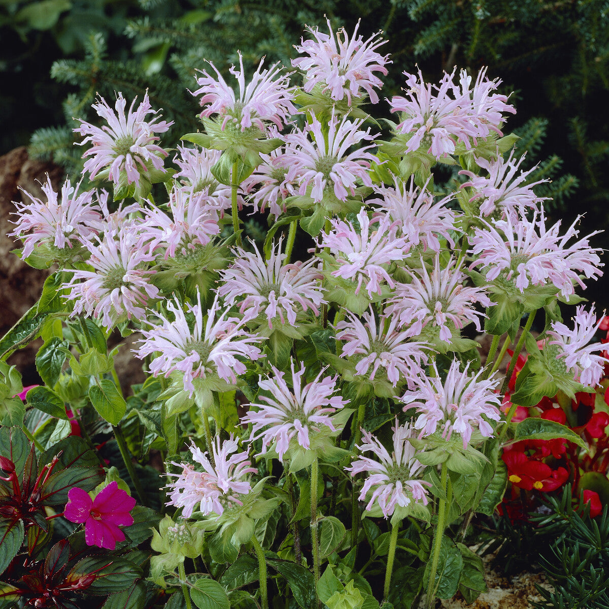Bakker Monarde Fishes plante vivace rose pot Ø 9cm