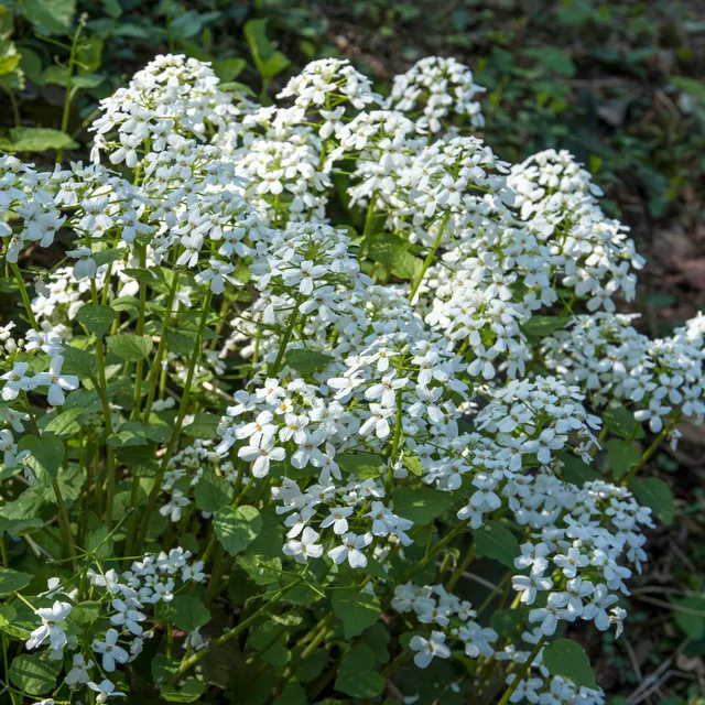 Bakker Monnaie du Pape blanche vivace pot 9cm lunes hiver
