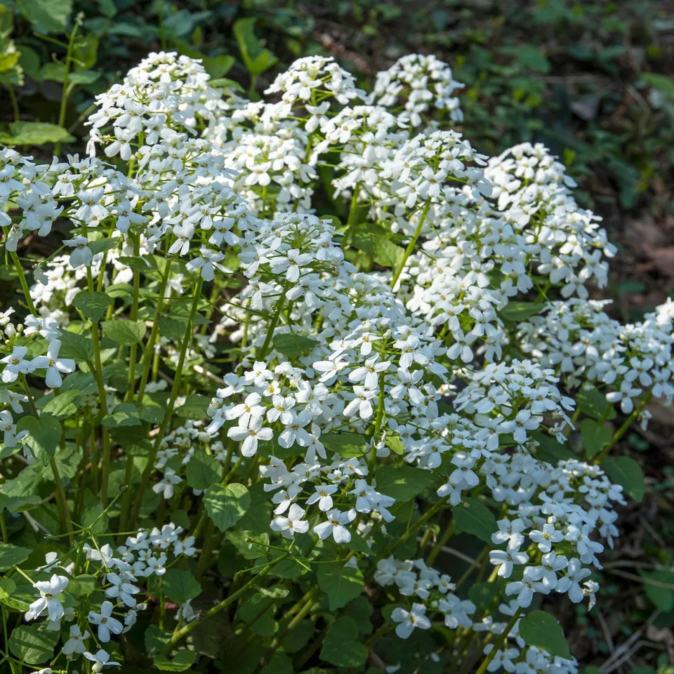 Bakker Monnaie du Pape blanche vivace pot 9cm lunes hiver