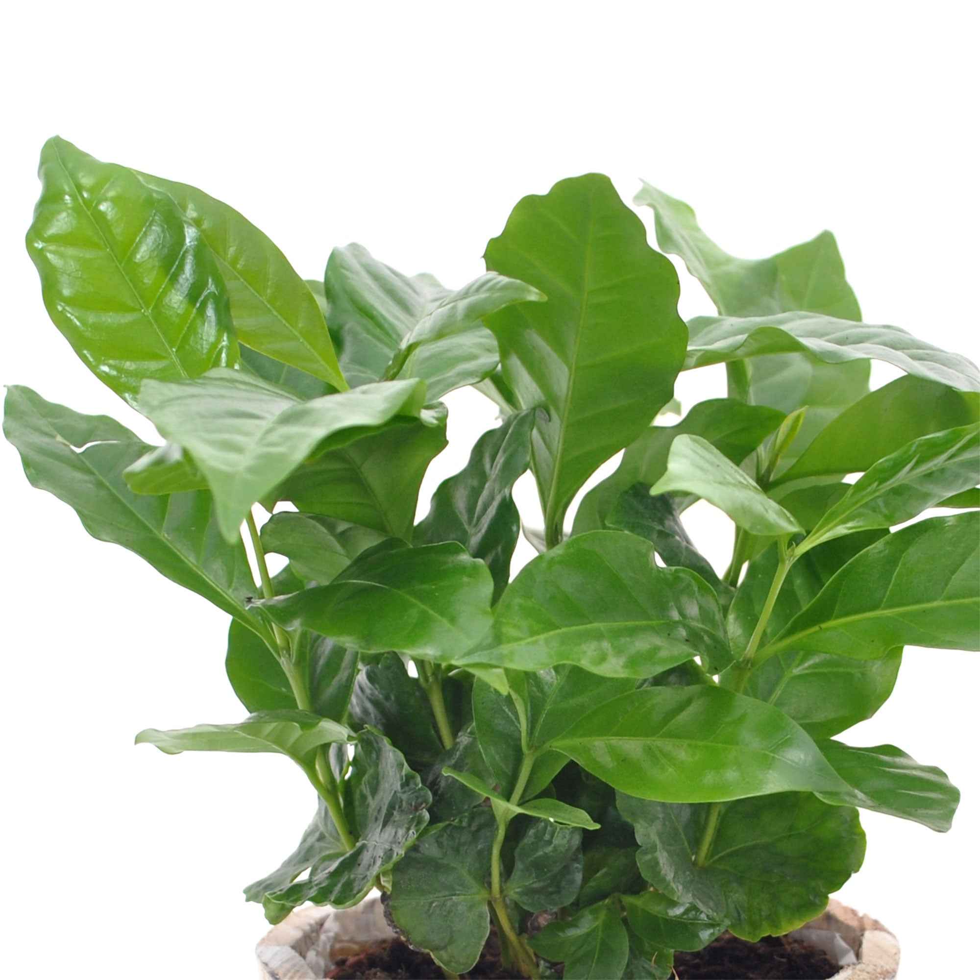 Bakker Caféier Coffea arabica plante d'intérieur pot Ø12cm brillant
