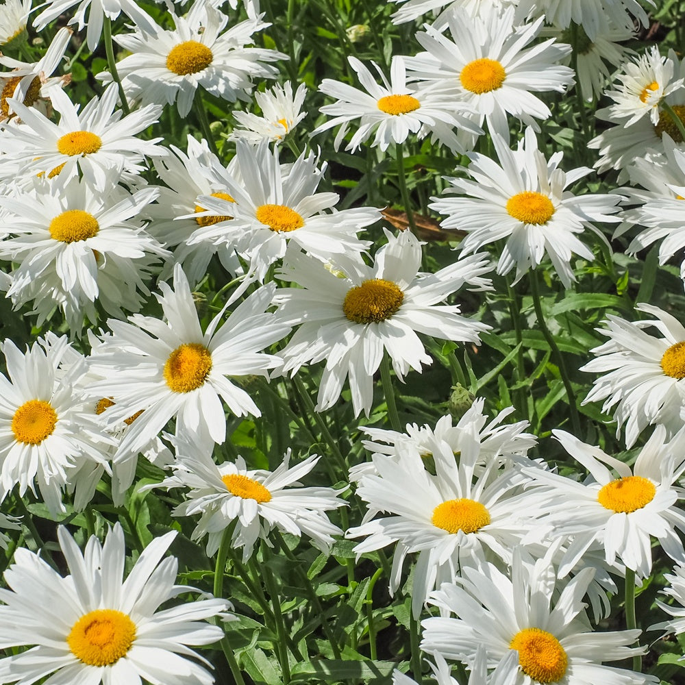 Bakker Leucanthème Sweet Daisy Rebecca marguerite pot 11cm