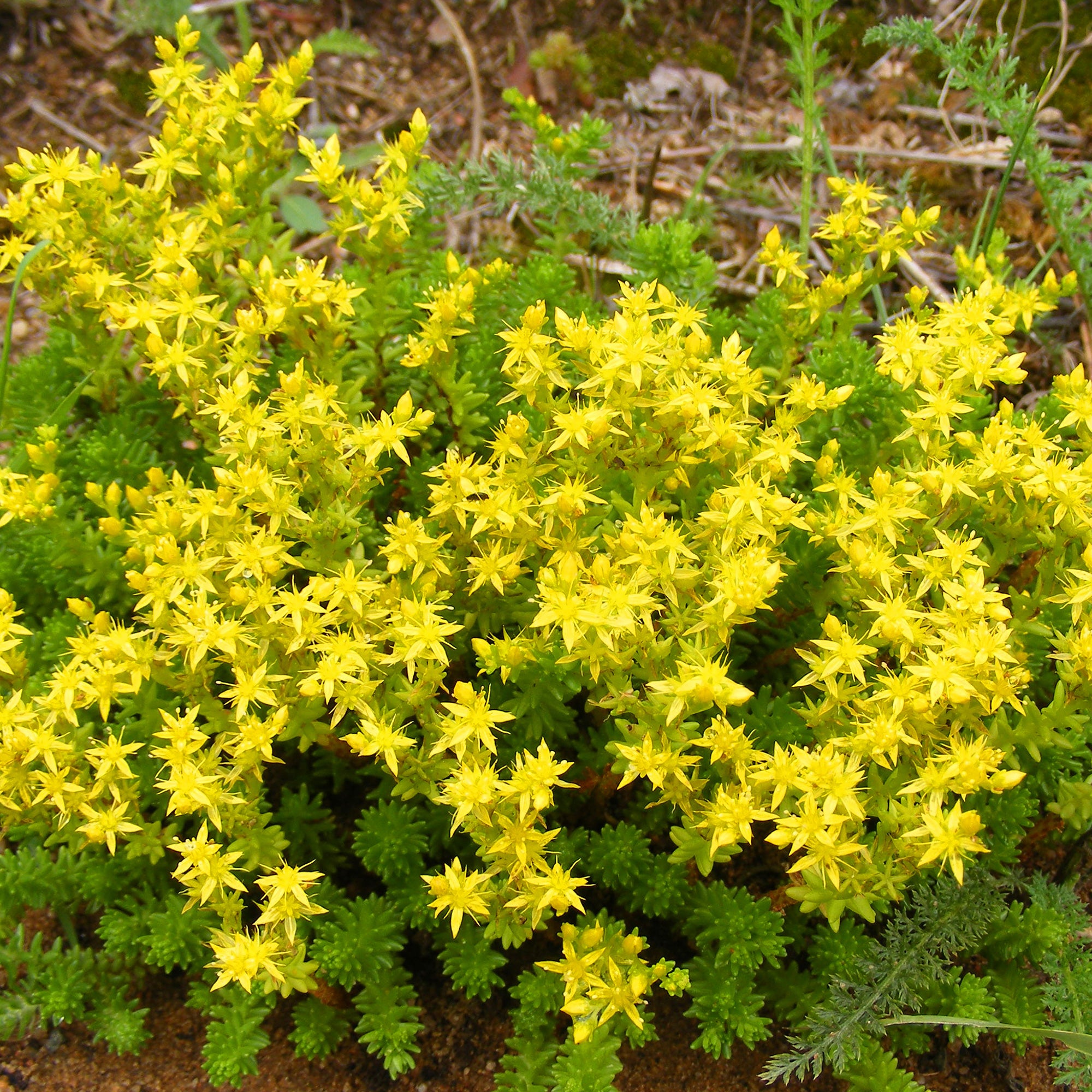 Bakker Plantes vivaces rampantes x15 couvre-sol 2 m² mélange