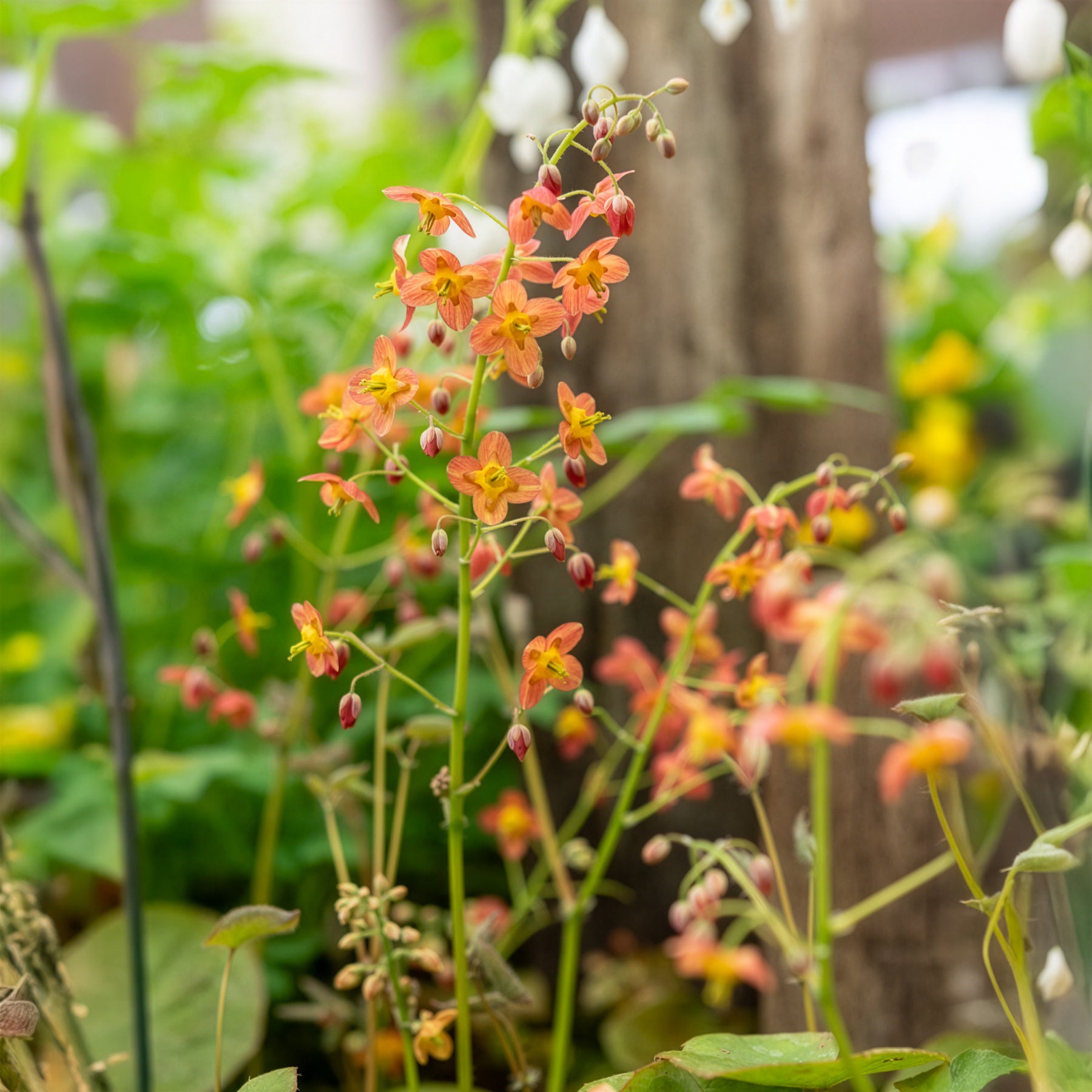 Bakker Epimedium warleyense vivace pot Ø 9 cm orange
