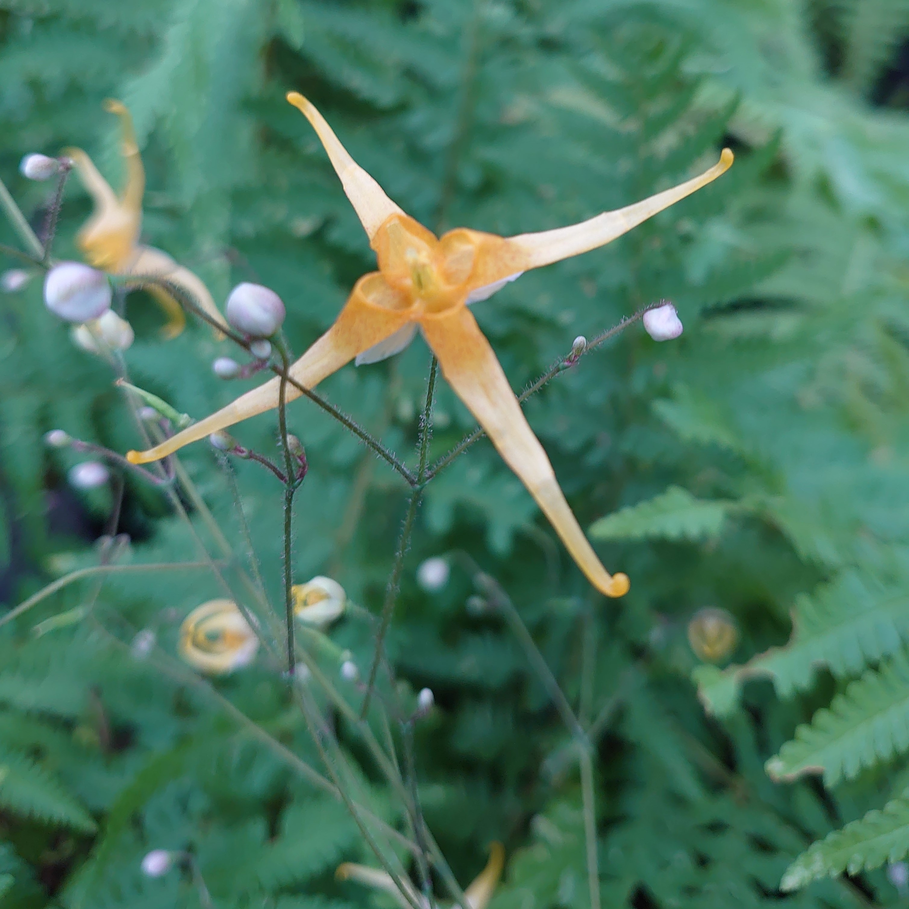 Passion Vivaces Epimedium André Charlier vivace pot 1L orange