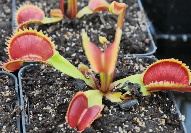 Carniflore Dionée SL Seedling plante carnivore adulte pot 9x9