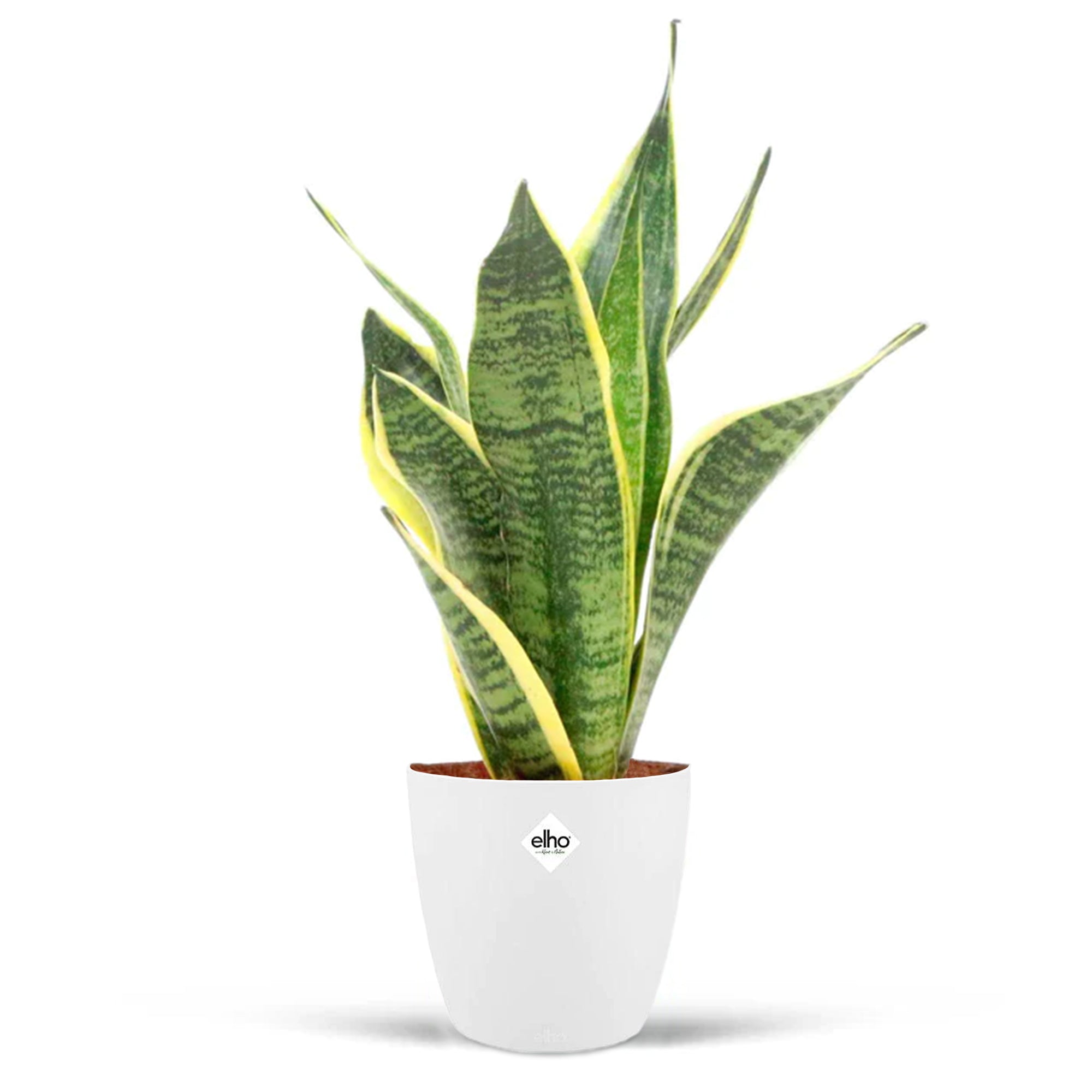Bakker Sansevière Futura Superba 2 pots Ø12cm
