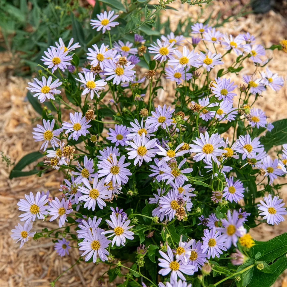 Bakker Kaliméris Blue Star vivace pot 9cm bleu-violet