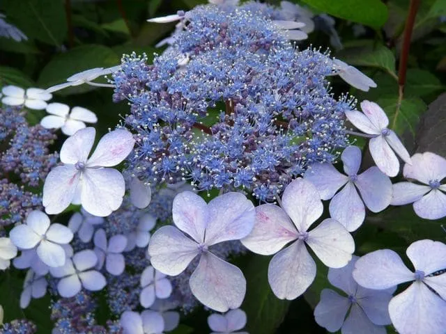 Les Hortensias du Haut Bois Aigaku hortensia serrata godet mi-ombre