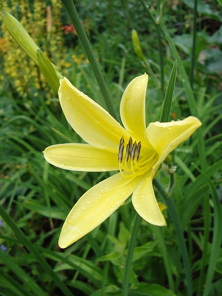 Passion Vivaces Hemerocallis citrina plante vivace pot 1L parfumée