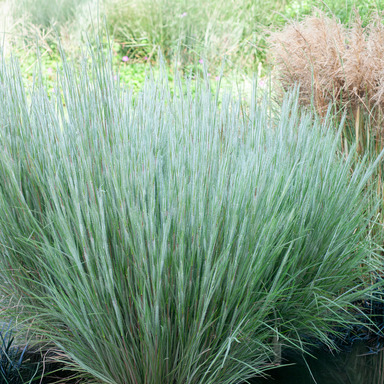 Bakker Andropogon Ha Ha Tonka graminée pot 9cm bleue