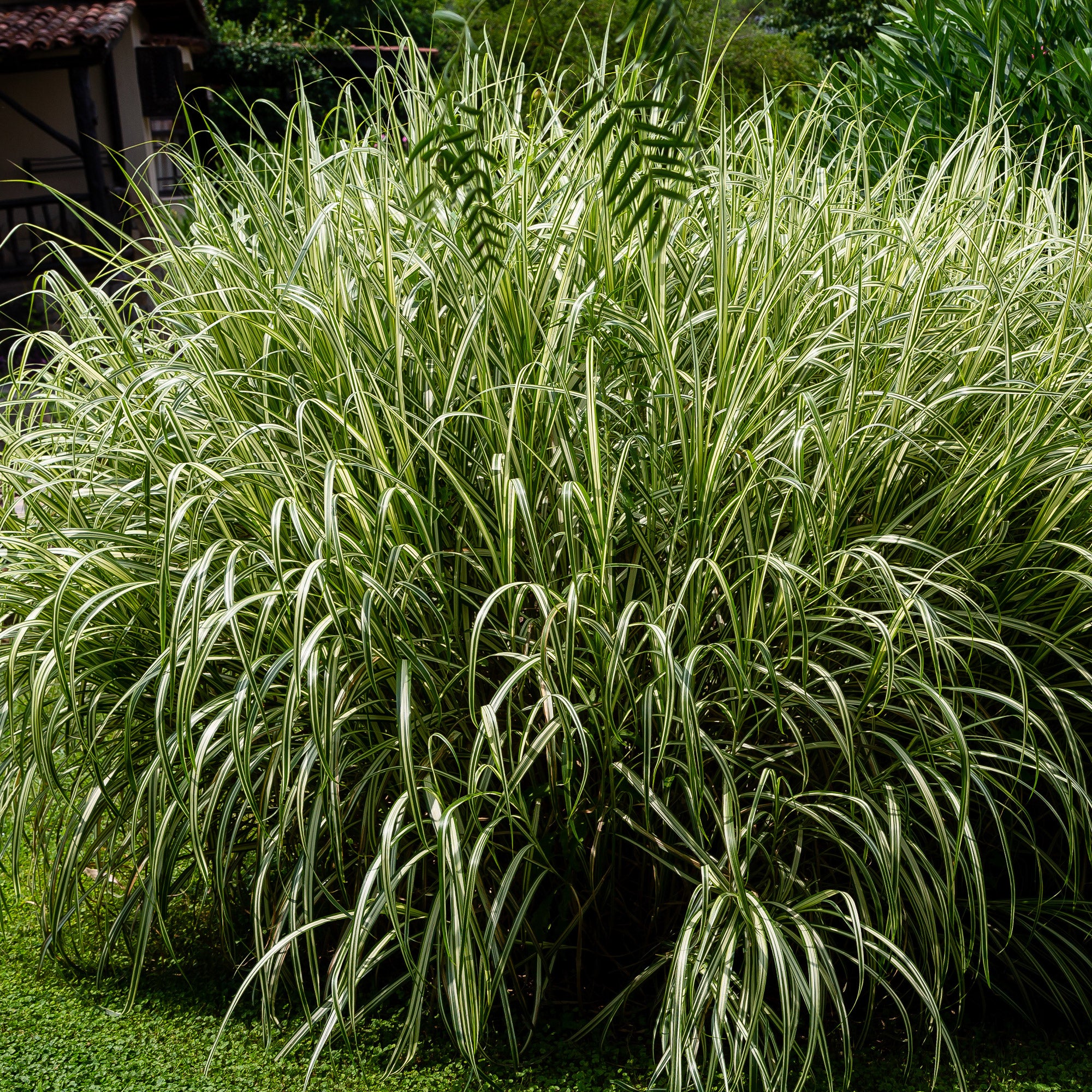 Bakker Plantes d'extérieur Variegatus roseau pot 9cm panaché