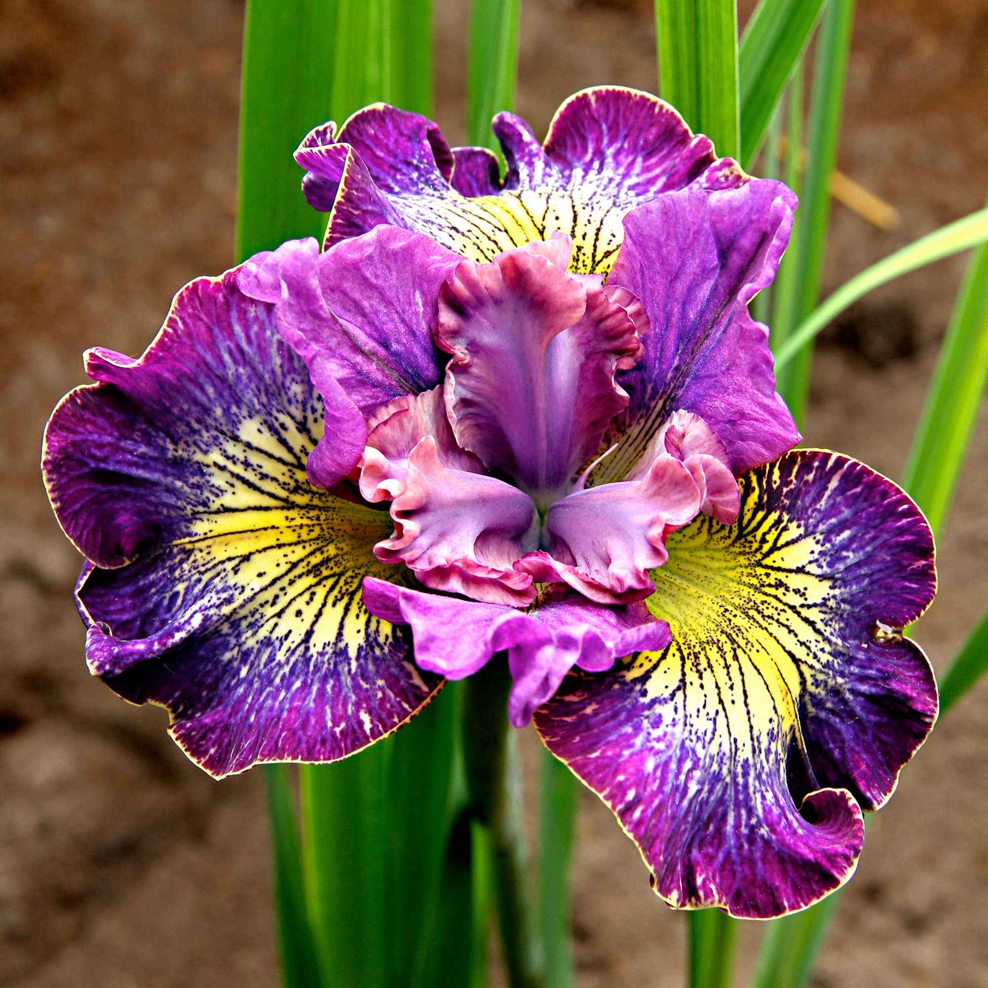 Bakker Iris Sibérie How Audacious paquet 3 bleu violet
