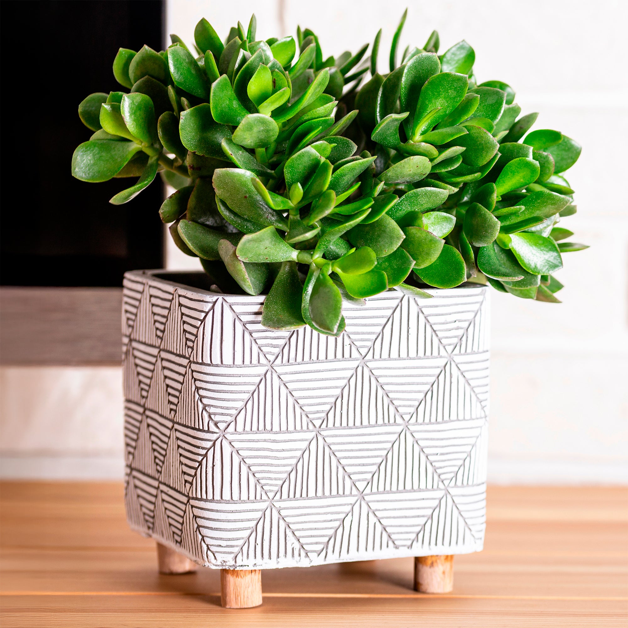 Bakker Crassula ovata argentea plante grasse pot Ø12cm