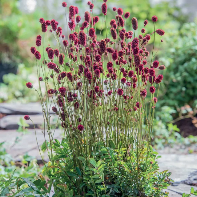 Bakker Sanguisorba Proud Mary vivace rouge racine nue