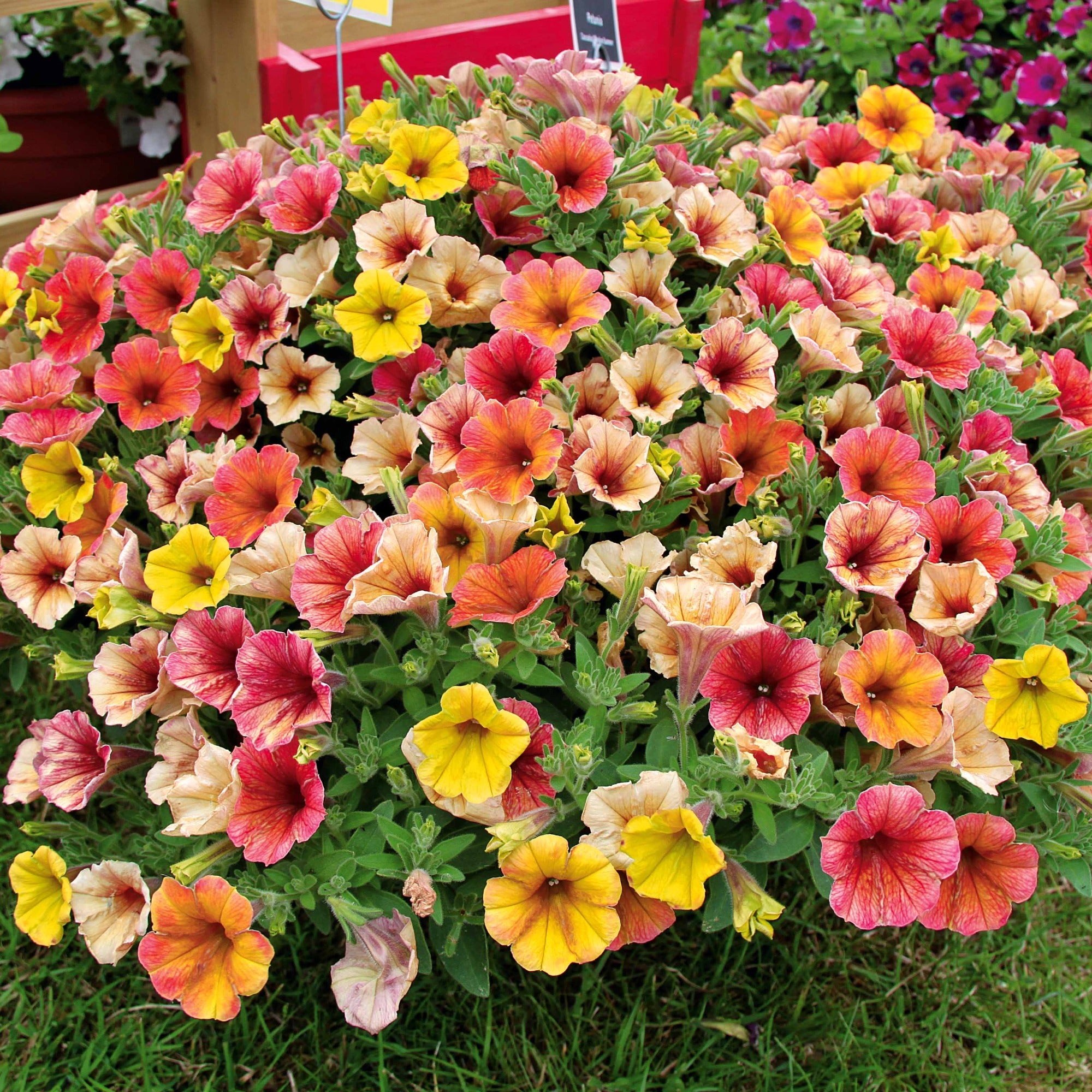 Bakker Pétunias Cascadias Indian Summer retombant 3 pots Ø 10.5cm