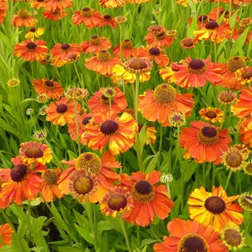 Bakker Hélénie Sahin's Early Flowerer vivace orange pot 9cm