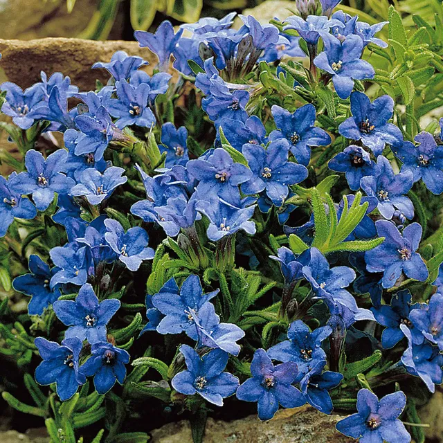 Bakker Plantes d'extérieur Grémil Heavenly Blue pot 9 cm bleu
