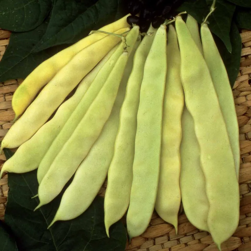 Bakker Haricot Or du Rhin graine sachet 100g jaune sans fil