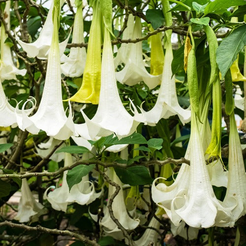 Bakker Brugmansia Tricolor trompette des anges pot 12cm