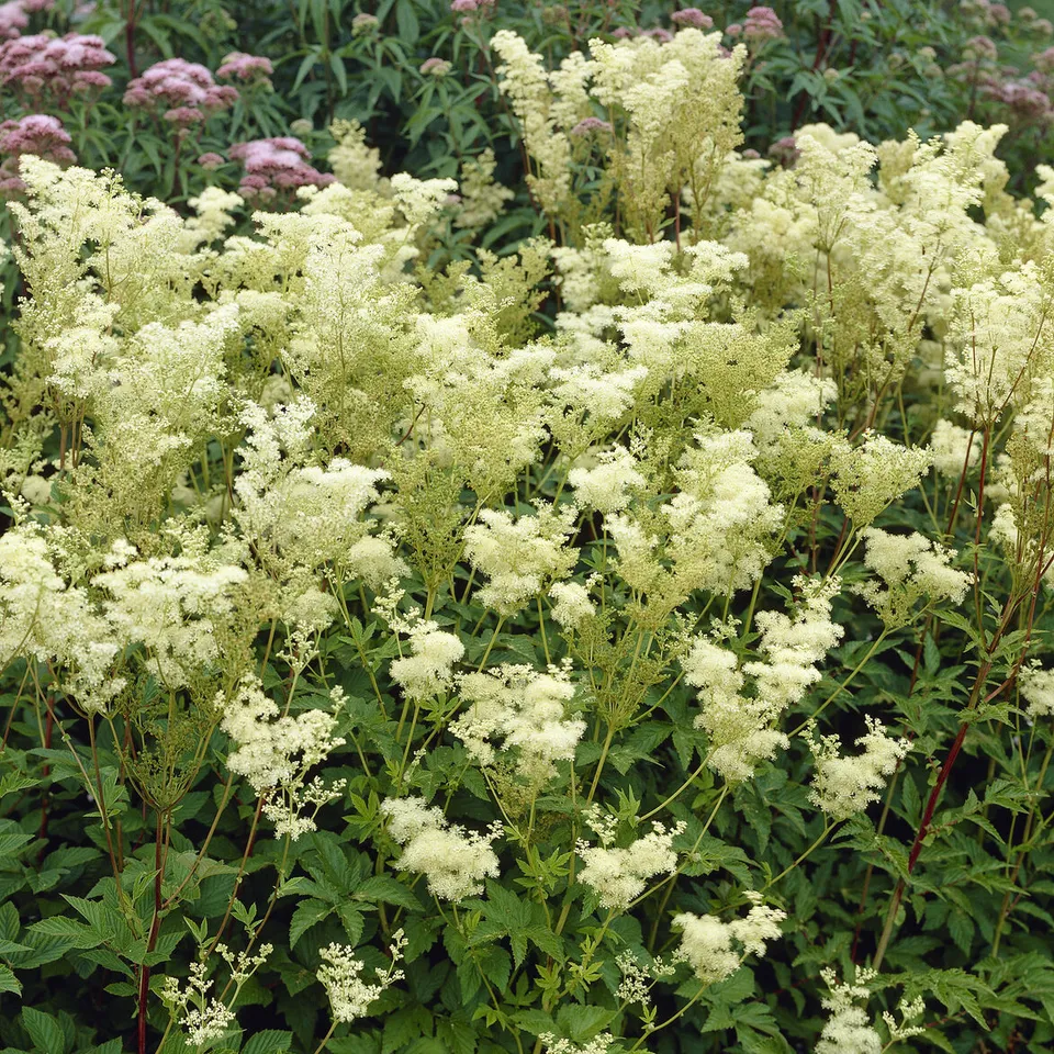 Bakker Reine des prés Plena vivace pot 9cm fleurs doubles blanches