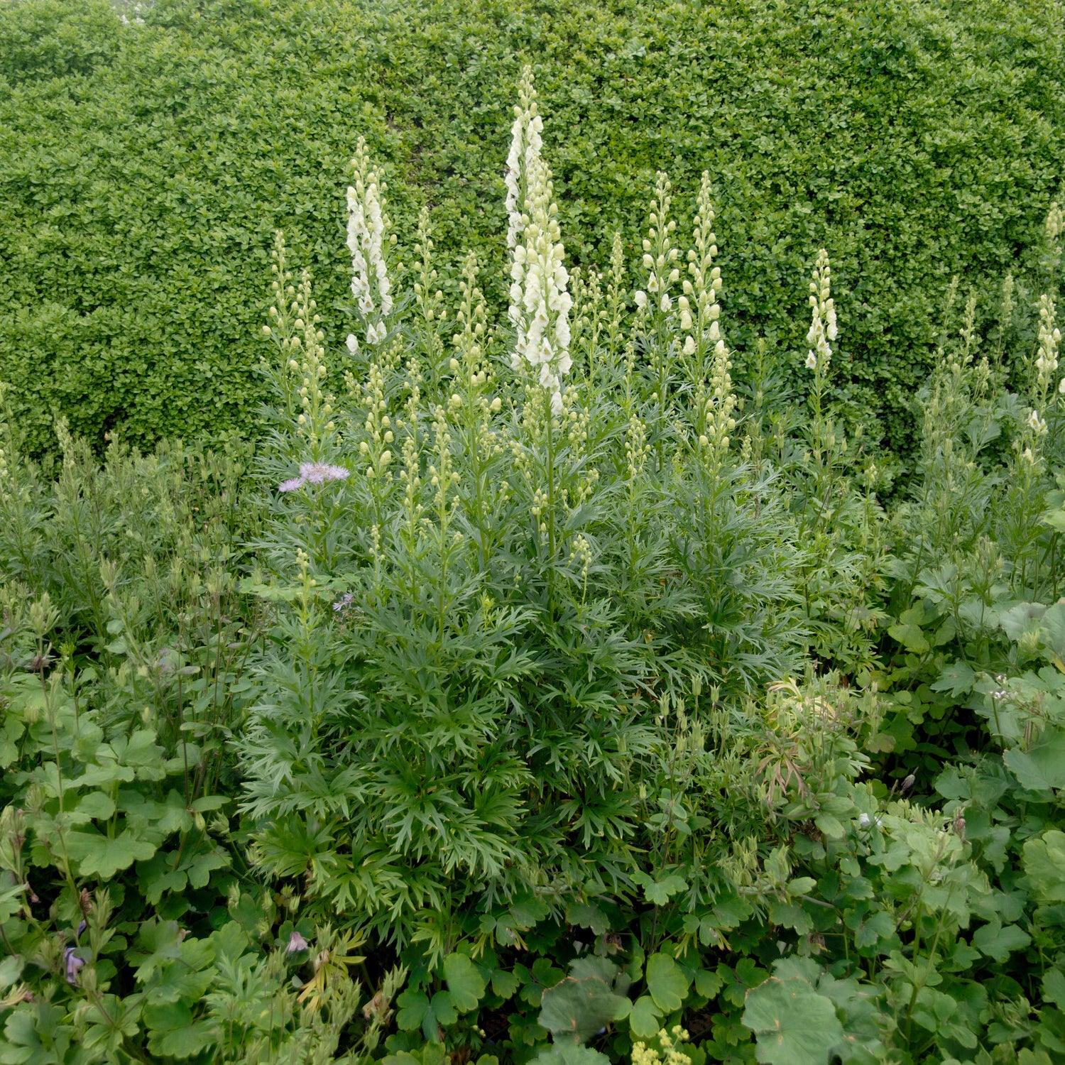 Bakker Aconit blanc Album plante vivace pot 9cm fleur blanche