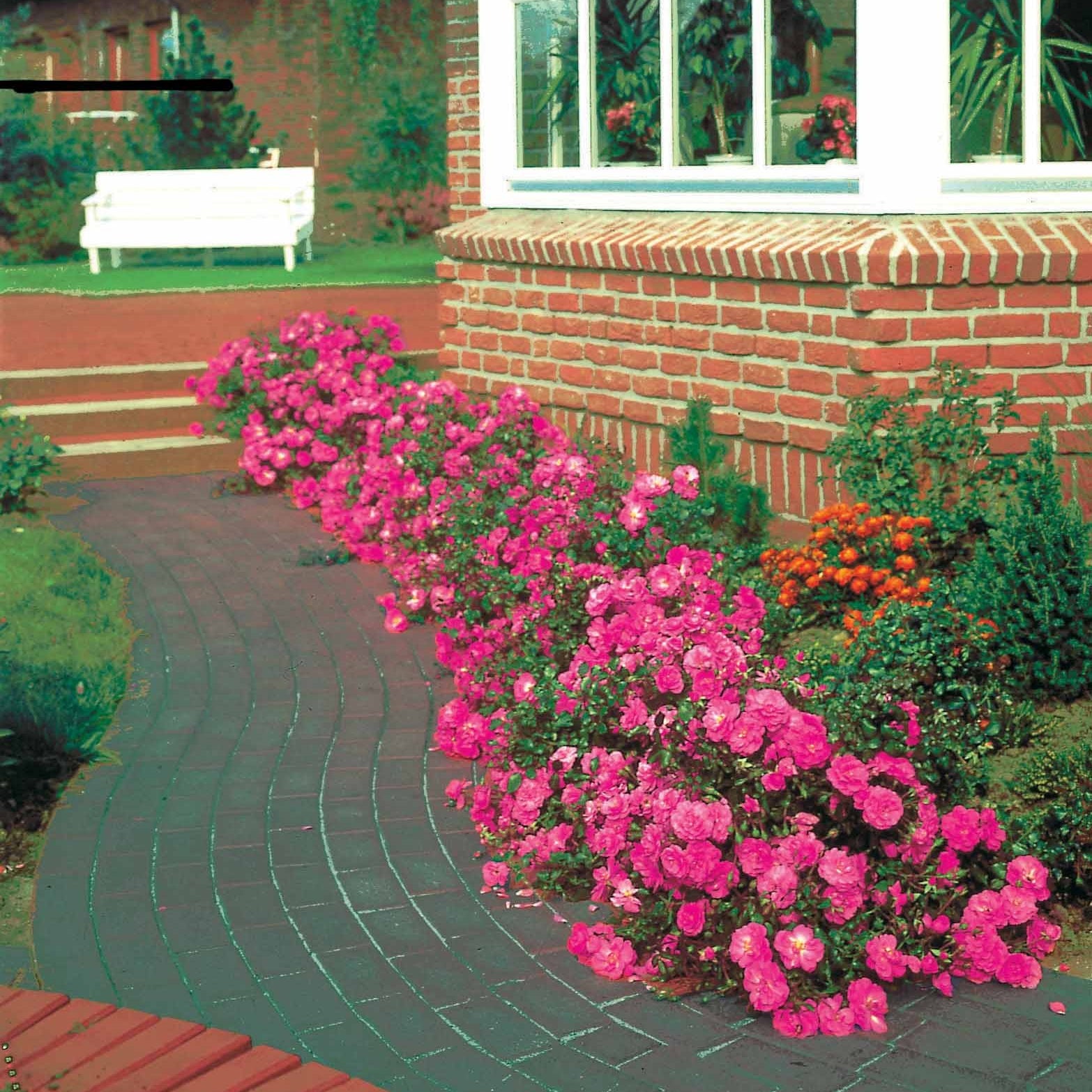 Bakker Mirato rosier couvre-sol pot 3L rose 15-40 cm