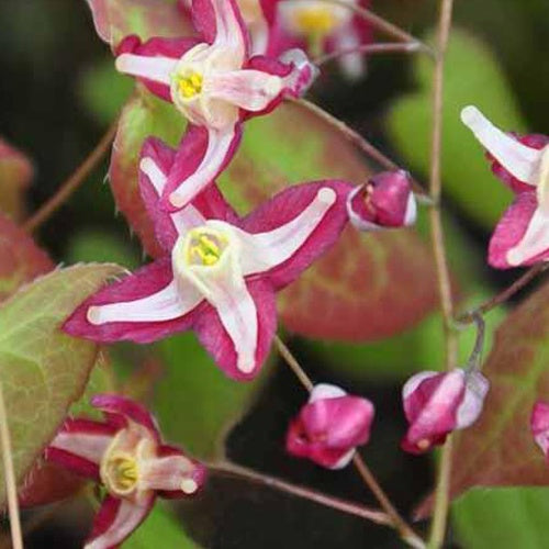 Bakker Epimedium Galadriel vivace pot 8cm fleurs mélange