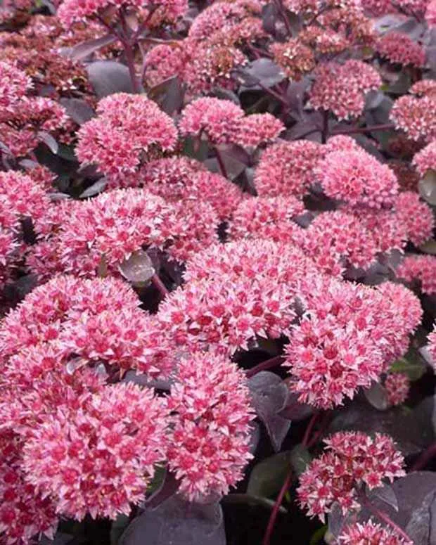 Bakker Sedum José Aubergine orpin pot Ø 9cm soleil