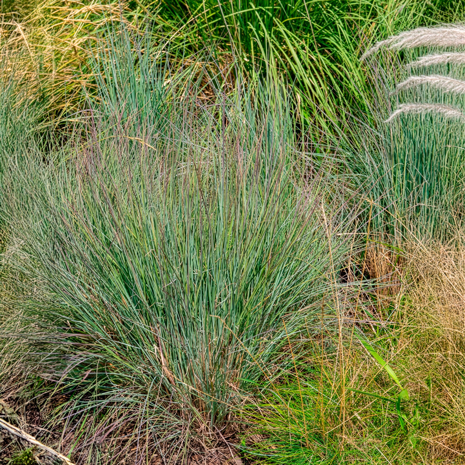 Bakker Schizachyrium scoparium graminée vivace changeante pot 8cm