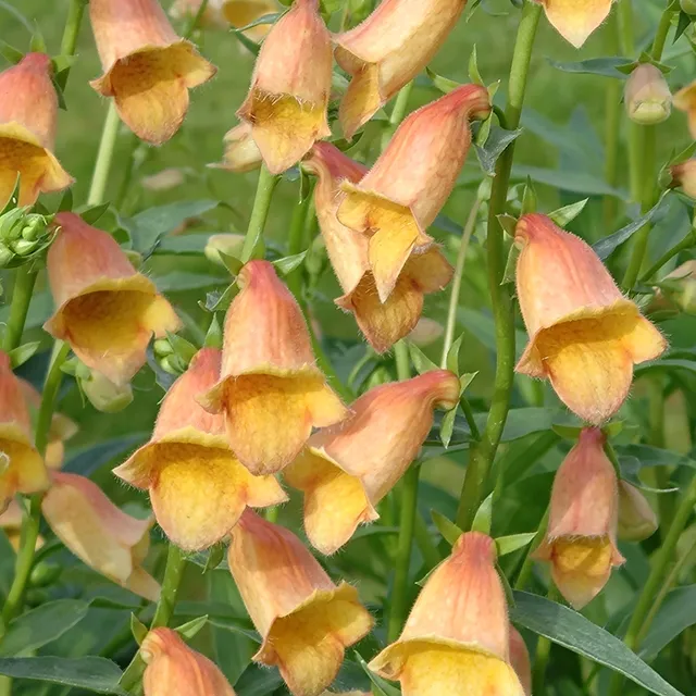 Passion Vivaces DIGITALIS X Goldcrest digitale jaune abricot pot 1 litre